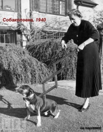 Собаколовка 1940г